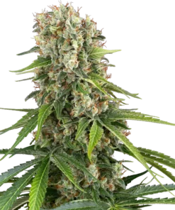 Blue Sunset Feminisierte Hanfsamen – Süße Entspannung und Energie